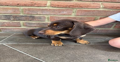 Miniature Dachshund dogs - Advert 4