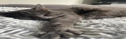 Mixed Breed cats for sale: Purrfectly adorable kittens - Advert 1