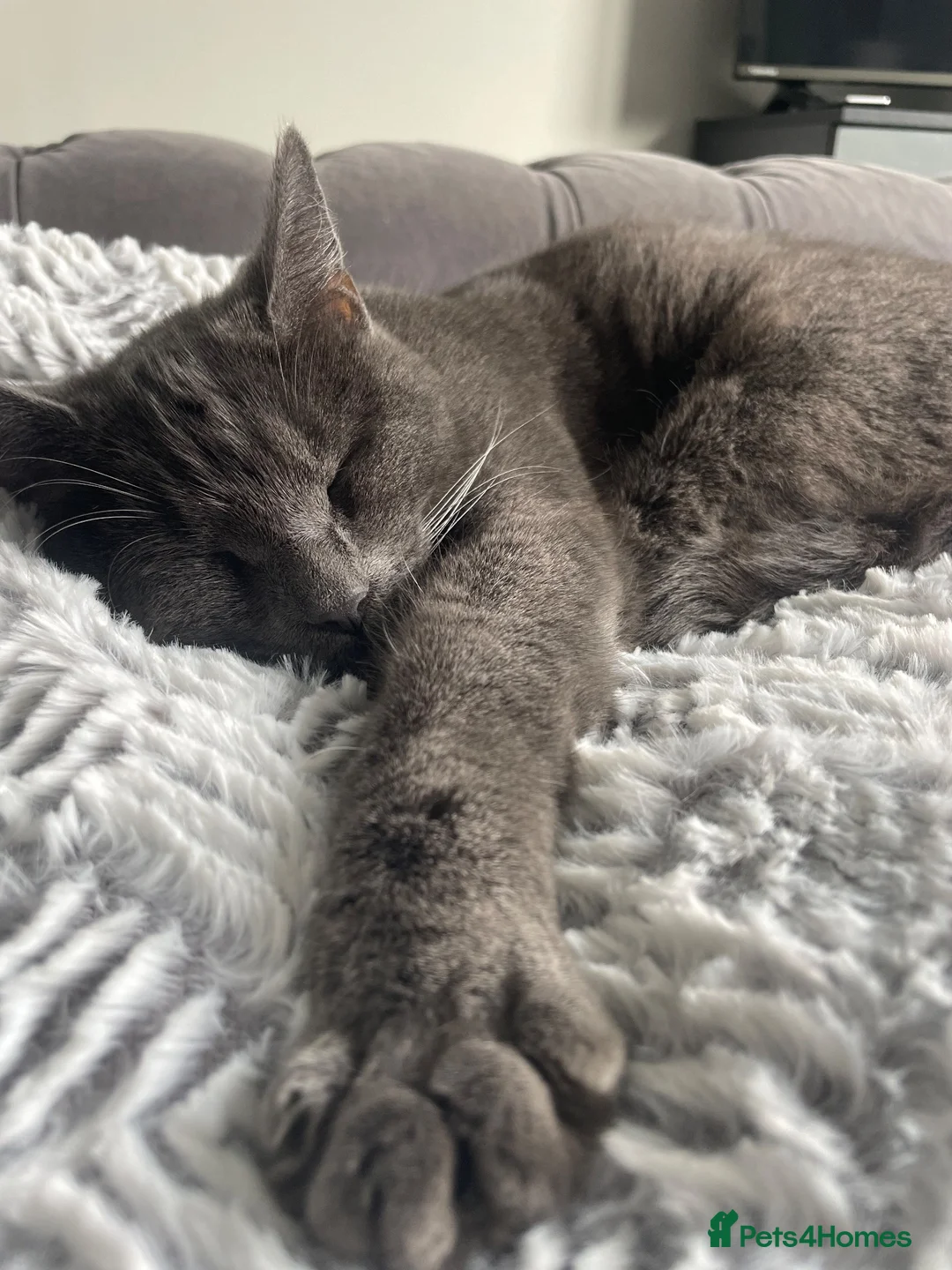Mixed Breed cats for sale: Purrfectly adorable kittens - Advert 1