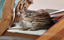 Mixed Breed cats for sale: Stunning tubby kittens - Image 4