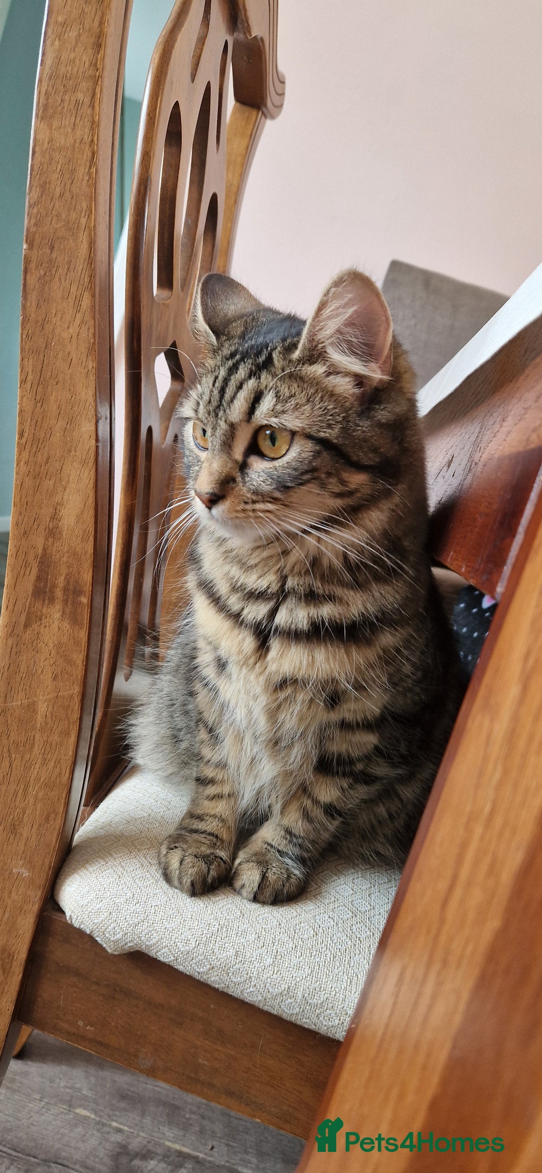 Mixed Breed cats for sale: Stunning tubby kittens - Image 4
