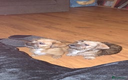 Mixed Breed dogs for sale: 2 x Beautiful Shi Tzu cross - Advert 2