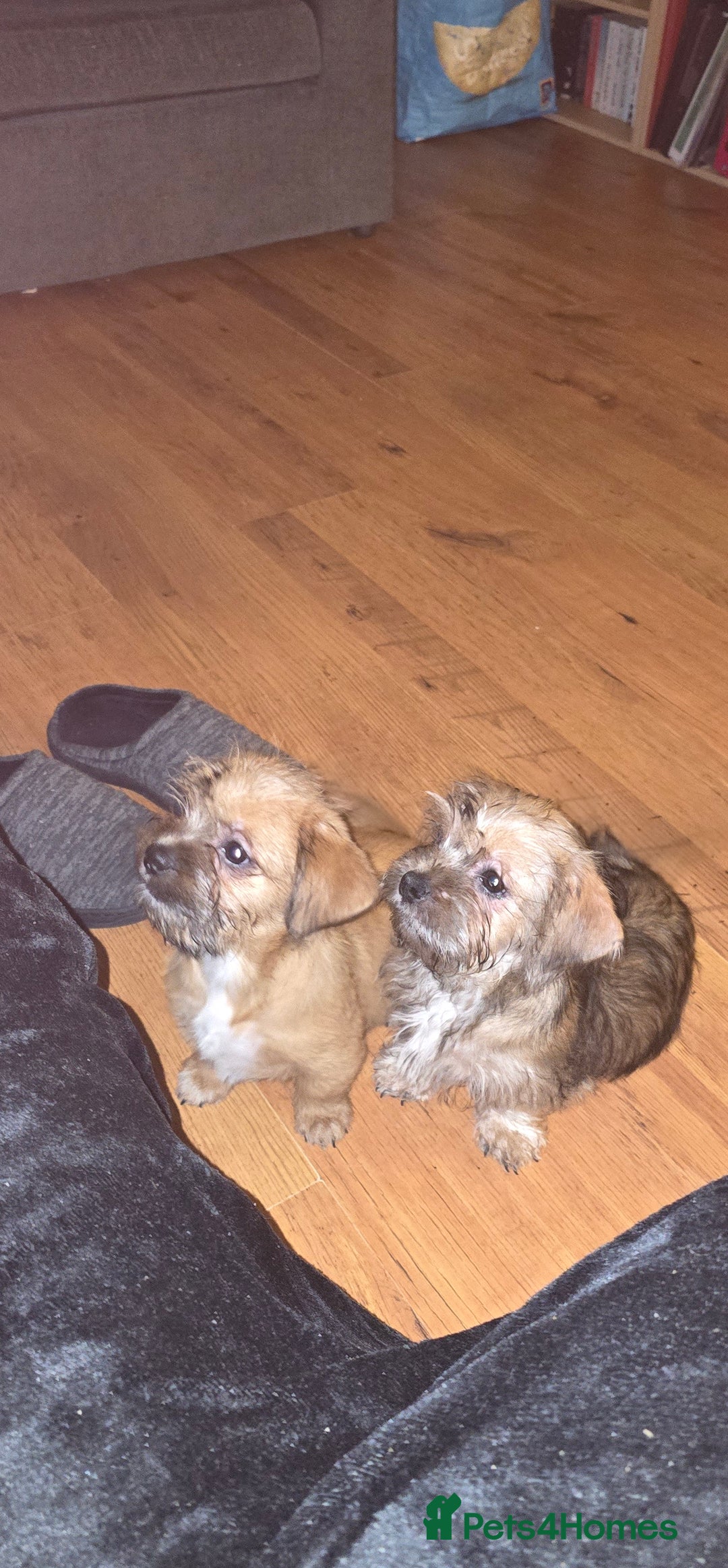 Mixed Breed dogs for sale: 2 x Beautiful Shi Tzu cross - Advert 2