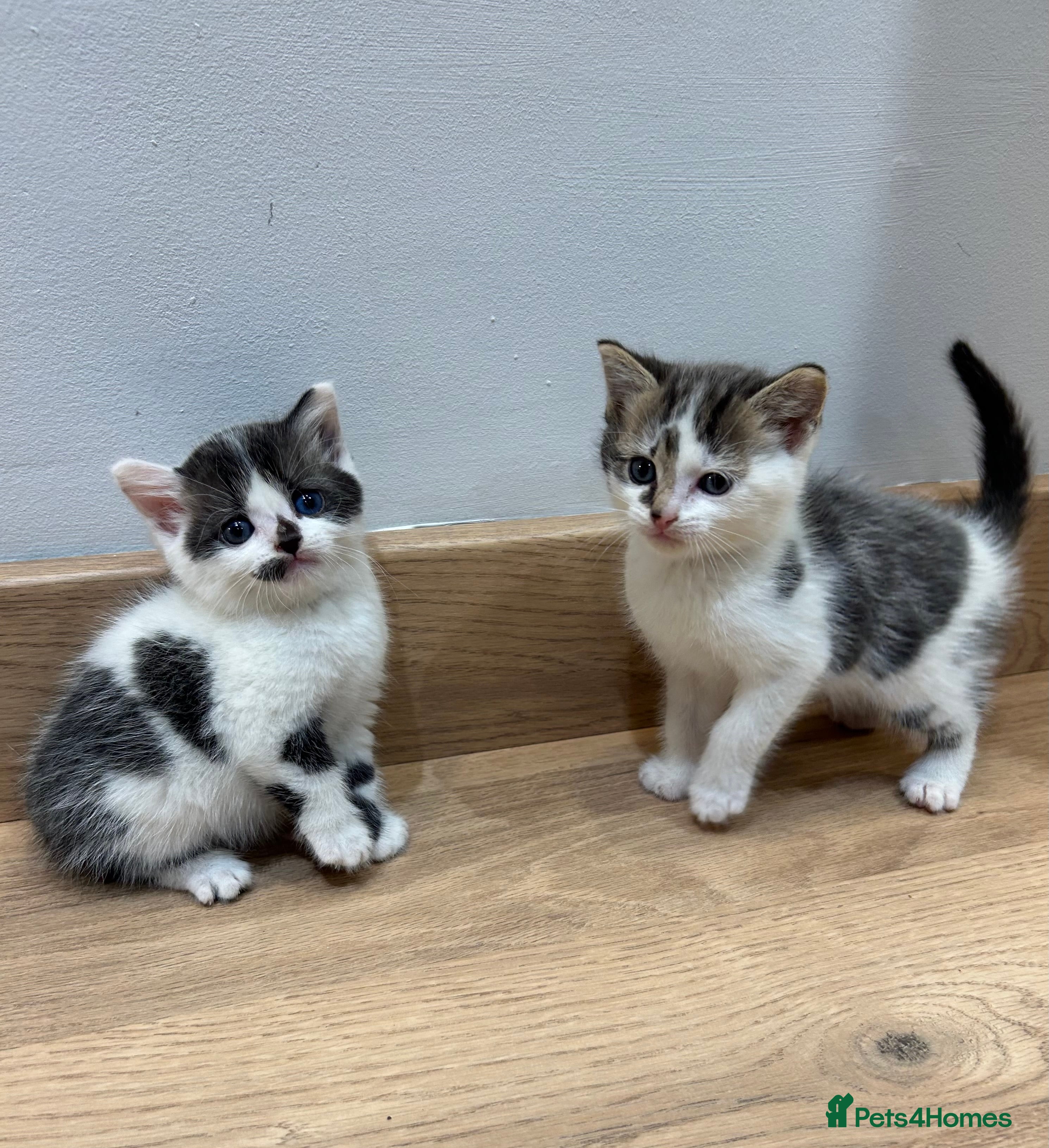 Mixed Breed cats Kittens  - Advert 10