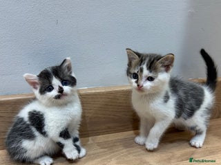 Mixed Breed cats Kittens - Advert 11