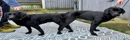 Labrador Retriever dogs for stud: Kc black Labrador for stud  in Ripley - Advert 10
