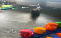 Mixed Breed cats for sale: tuxedo ghost tabby kittens - Image 29