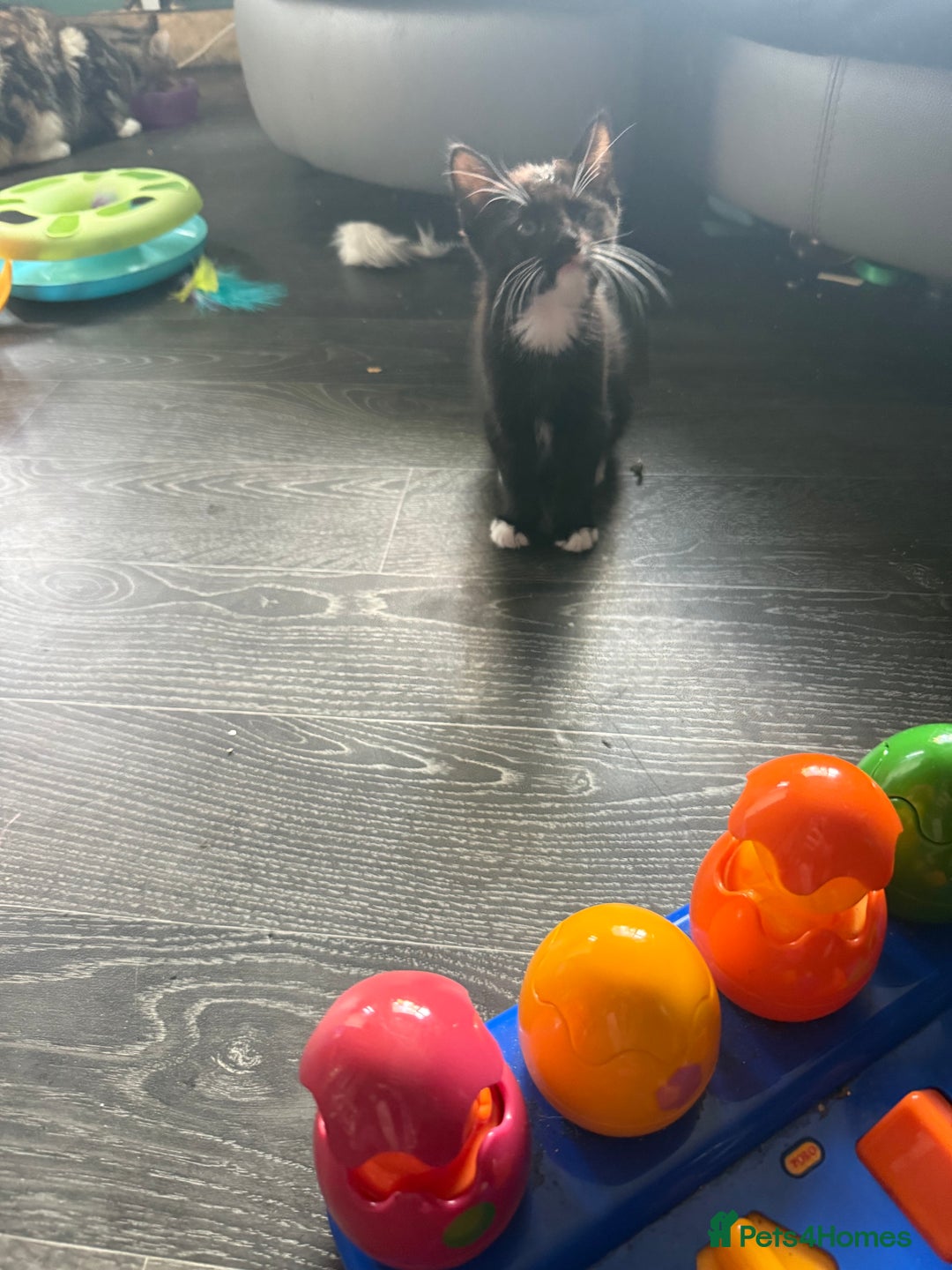 Mixed Breed cats for sale: tuxedo ghost tabby kittens - Image 29
