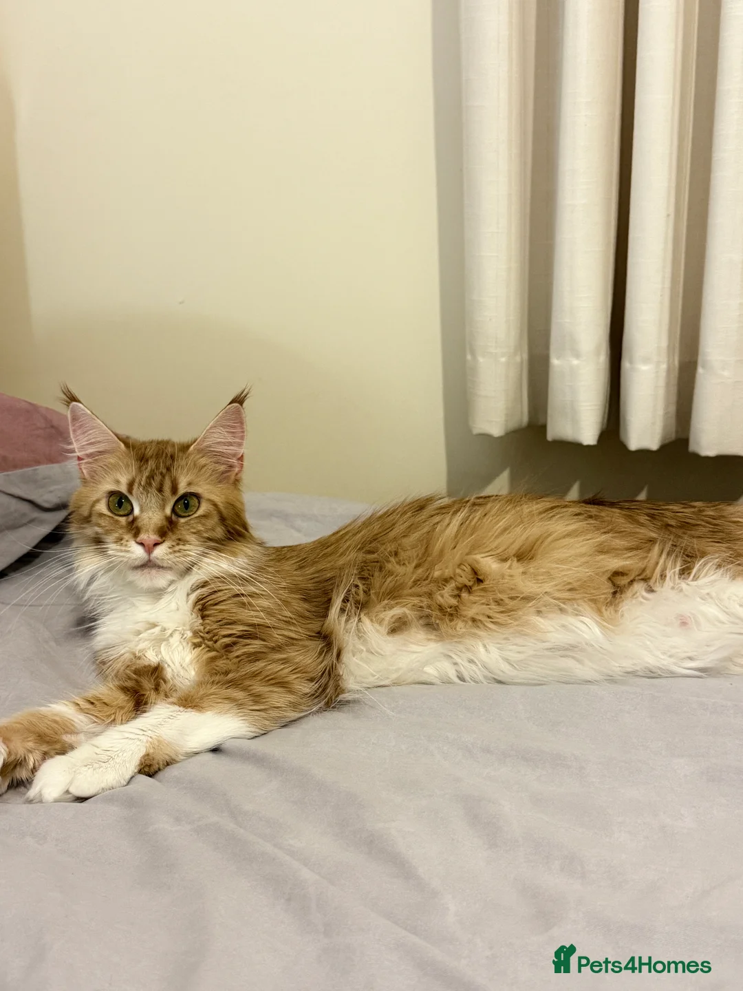 Maine Coon cats for sale: Purebred Adorable Maine Coon Kittens Available - Advert 7