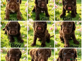 Cockapoo dogs DNA CLEAR, Stunning Cockapoos, Ready November - Advert 9