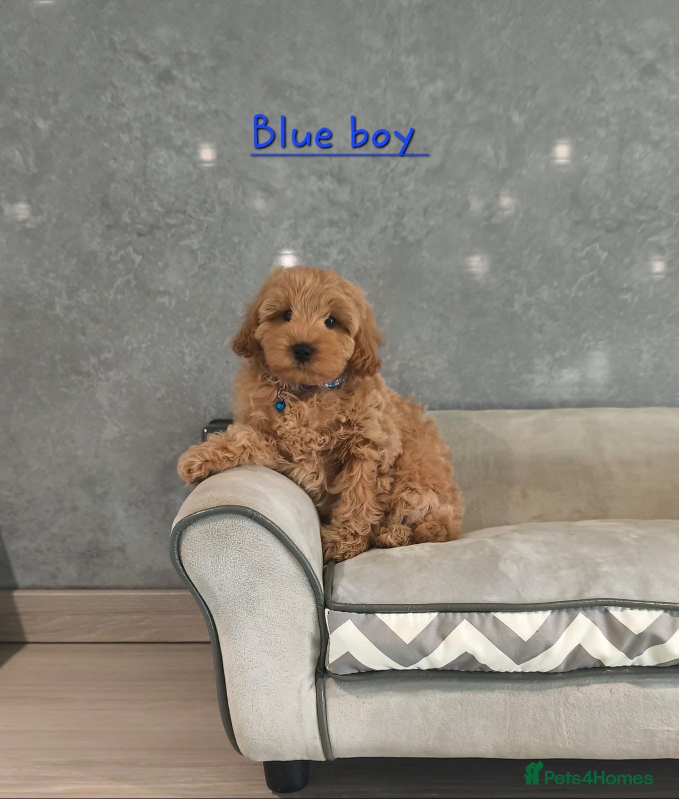 Cavapoochon dogs Beautiful Cavapoochon boy and girl  - Advert 1