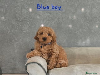 Cavachon dogs Beautiful Cavapoochon boy and girl - Advert 4