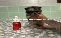 Pomeranian dogs for sale: Beautiful Pomeranian puppies  - Image 4
