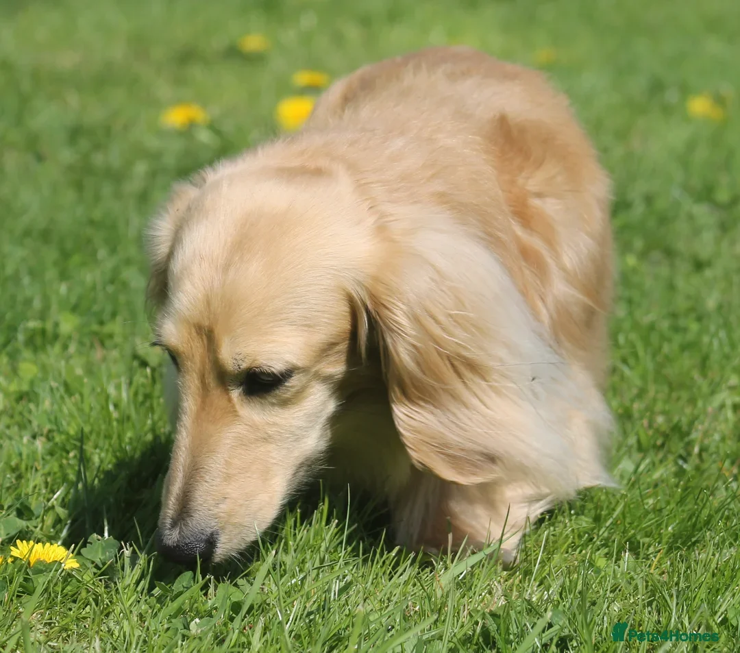 Miniature Dachshund dogs for stud:  Cream i/i long haired Miniature Dachshund  in Newton Abbot - Advert 2