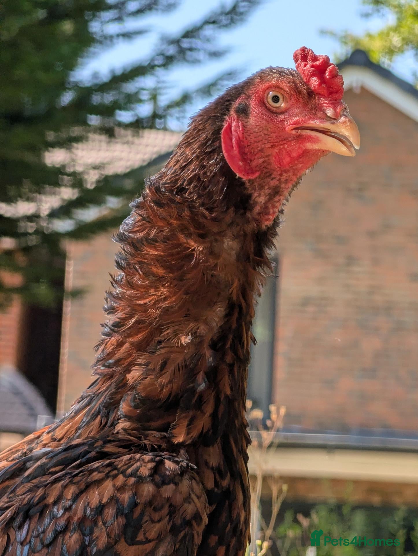 Chickens poultry High Quality Aseel Pair for Sale  - Advert 5