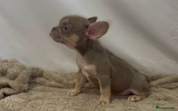 French Bulldog dogs for sale: 💕🐾 Stunning French bulldogs 🐾💕 - Advert 15