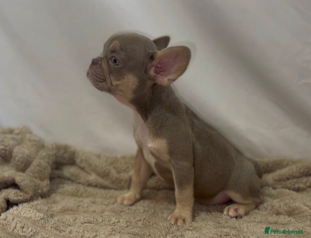 French Bulldog dogs for sale: 💕🐾 Stunning French bulldogs 🐾💕 - Advert 15