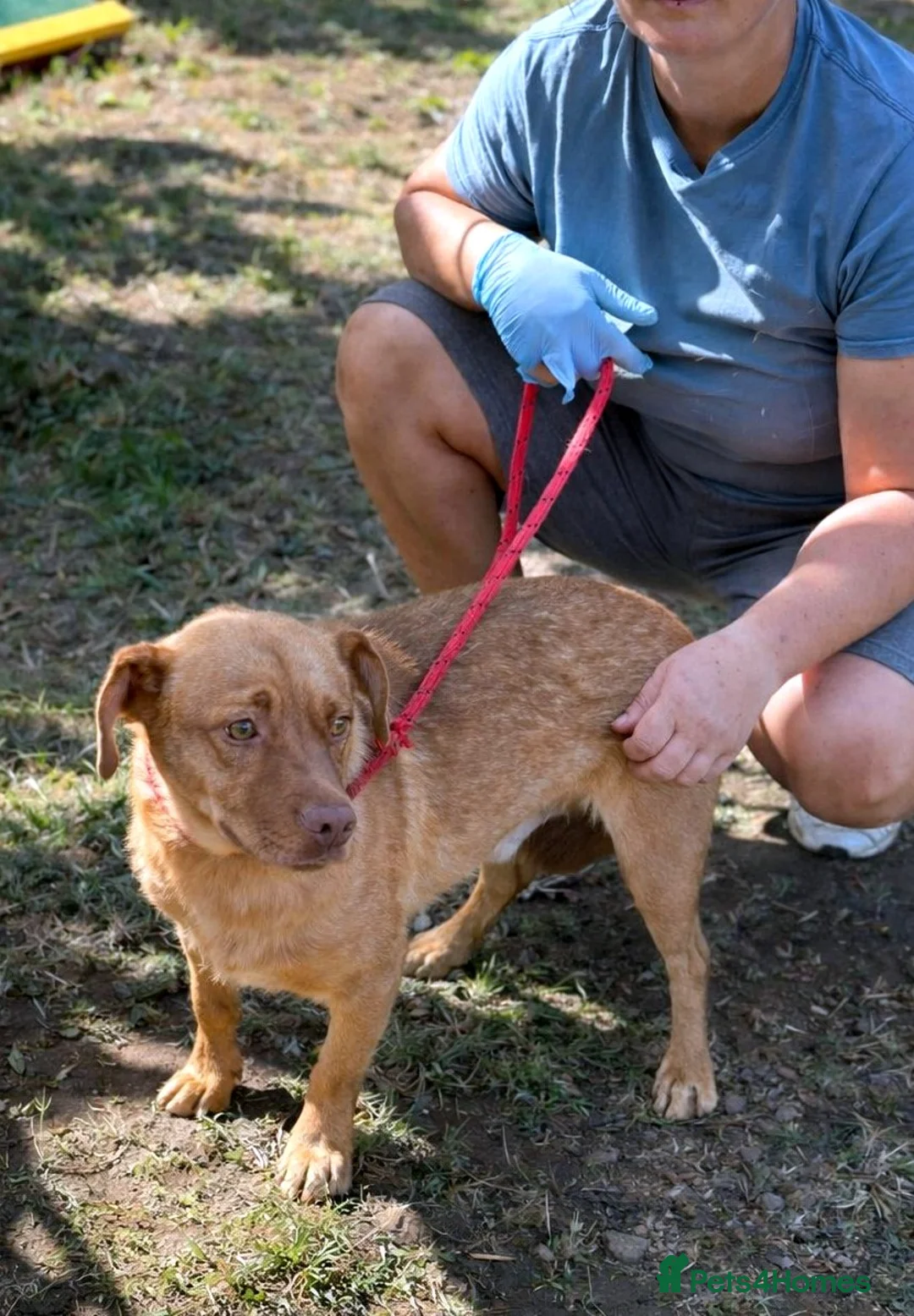 Mixed Breed dogs for adoption: 💛 Please Don’t Scroll Past Me… 🐾 - Advert 3