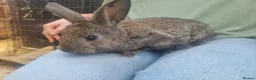 Mixed Breed rabbits for sale: Well-handled mixed bunnies  - Advert 4
