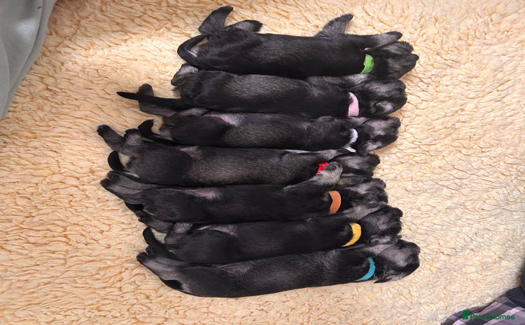 Miniature Schnauzer dogs - Advert 1