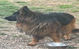 German Shepherd dogs for sale: German shepherd  - Image 7