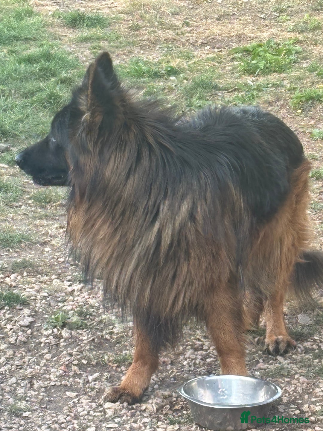 German Shepherd dogs for sale: German shepherd  - Image 7