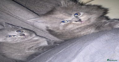 British Shorthair cats - Advert 7