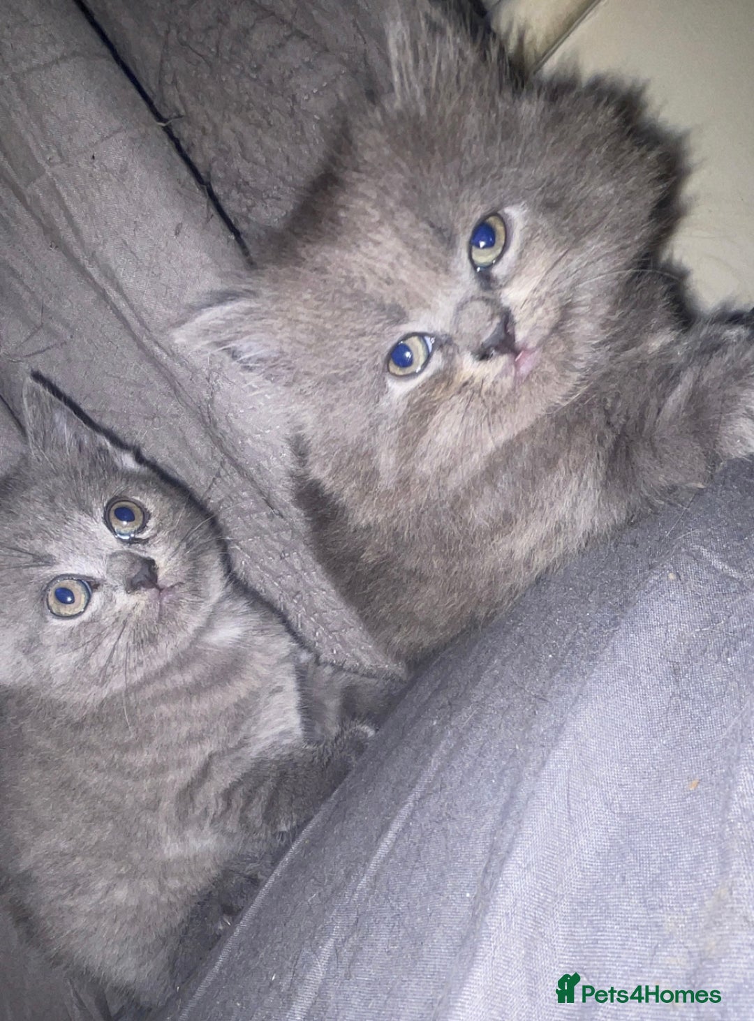British Shorthair cats for sale: Beautiful British shorthair kittens - Image 3
