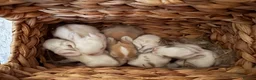 Mixed Breed rabbits for sale: Adorable Angora x Lop Baby Rabbits - Advert 3