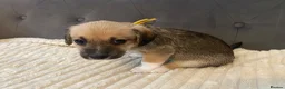 Jack Russell dogs for sale: Beautiful jack Russell puppies for sale.  - Advert 14