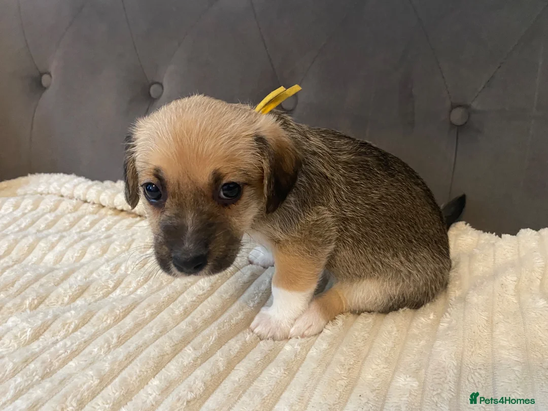 Jack Russell dogs for sale: Beautiful jack Russell puppies for sale.  - Advert 14