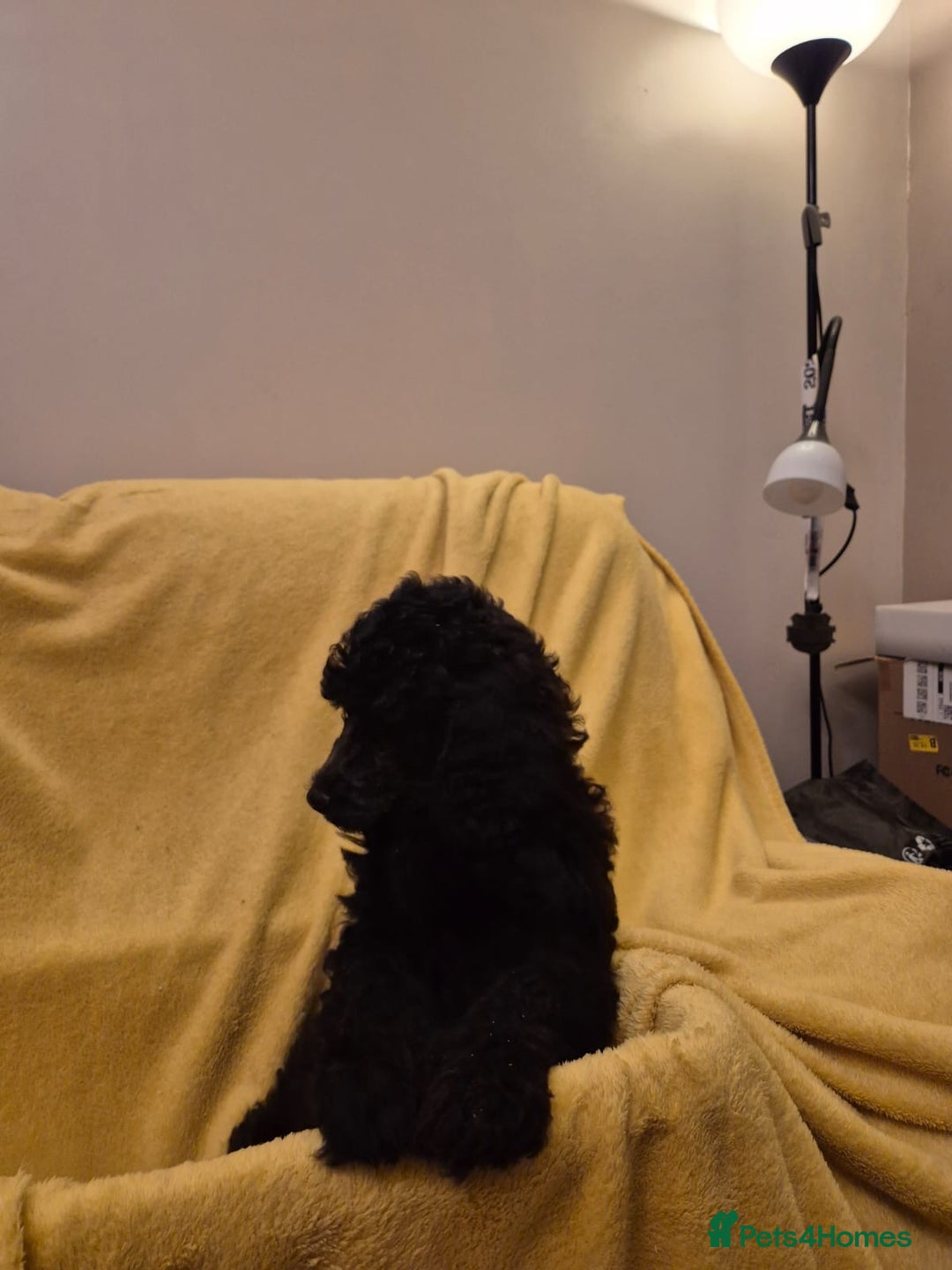 Standard Poodle dogs for sale: outstanding litter of standard poodle pups - Advert 14