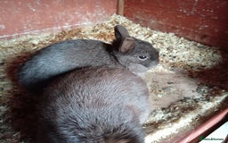 Netherland Dwarf rabbits for sale: Netherland dwarf rabbits - Image 5