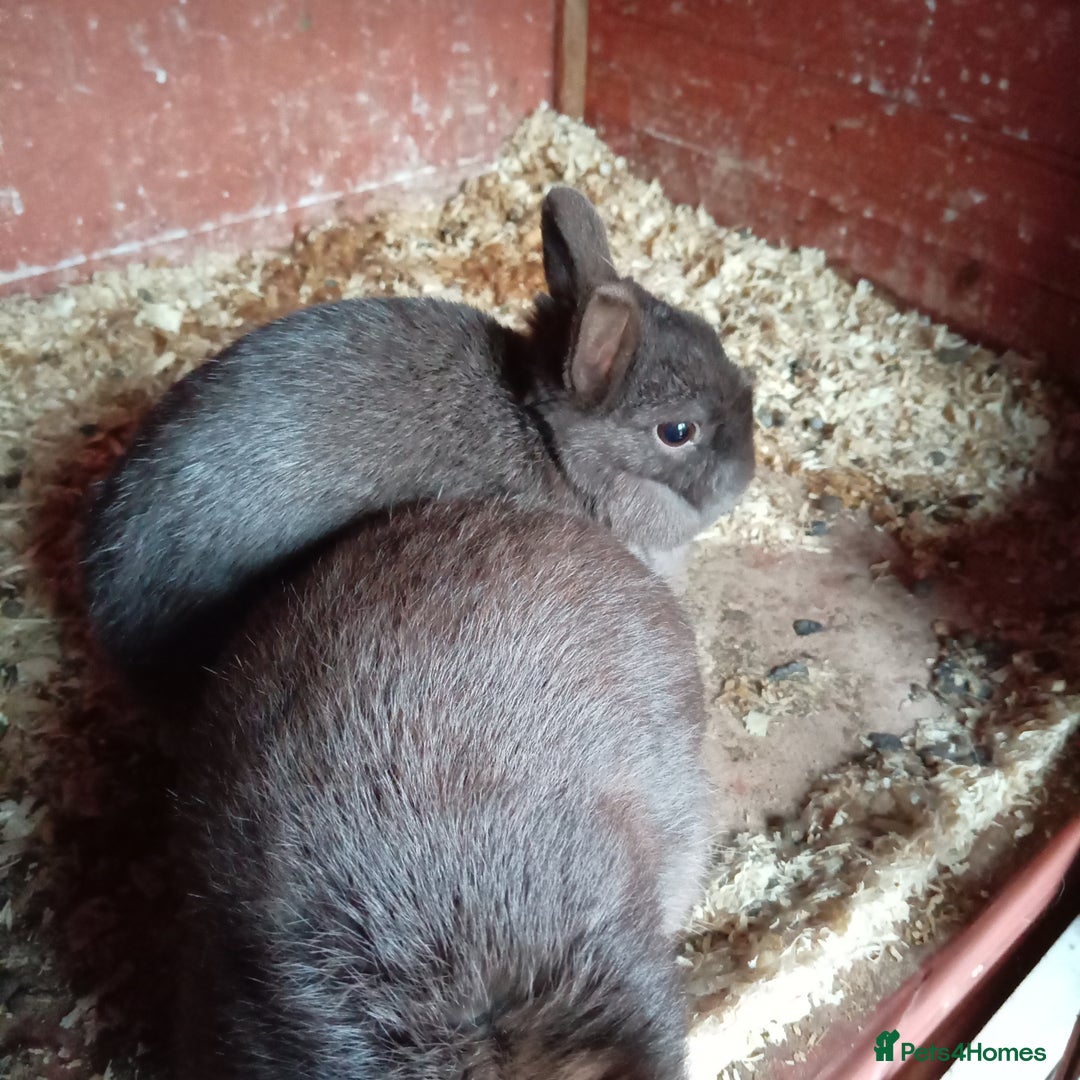 Netherland Dwarf rabbits for sale: Netherland dwarf rabbits - Image 5