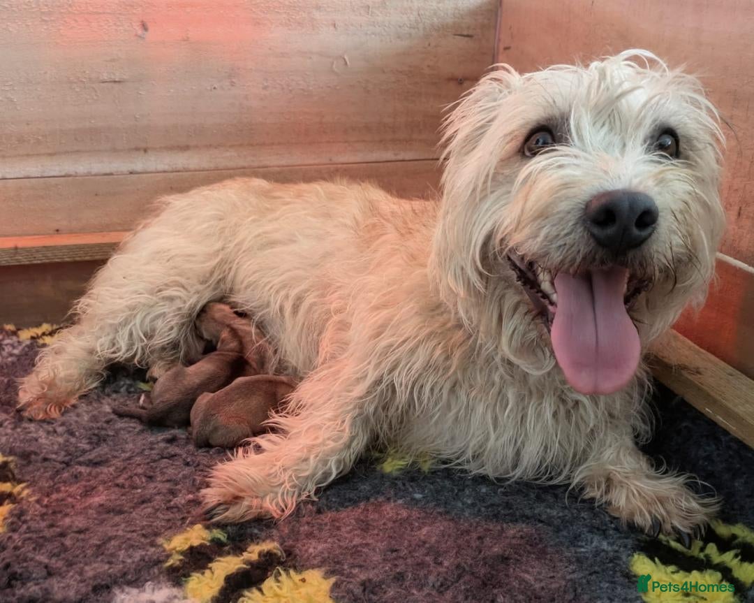 Glen of Imaal Terrier dogs Glen of Imaal Terrier Puppies For Sale - Advert 4
