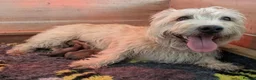 Glen of Imaal Terrier dogs for sale: Glen of Imaal Terrier Puppies For Sale in Newtown - Advert 1