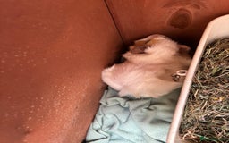 Guinea Pig rodents for sale: 2 guinea pigs to rehome - Image 4