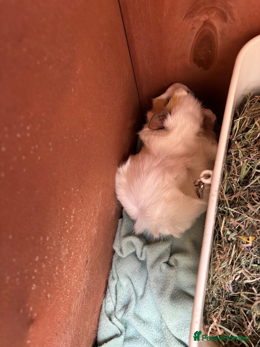 Guinea Pig rodents for sale: 2 guinea pigs to rehome - Image 4