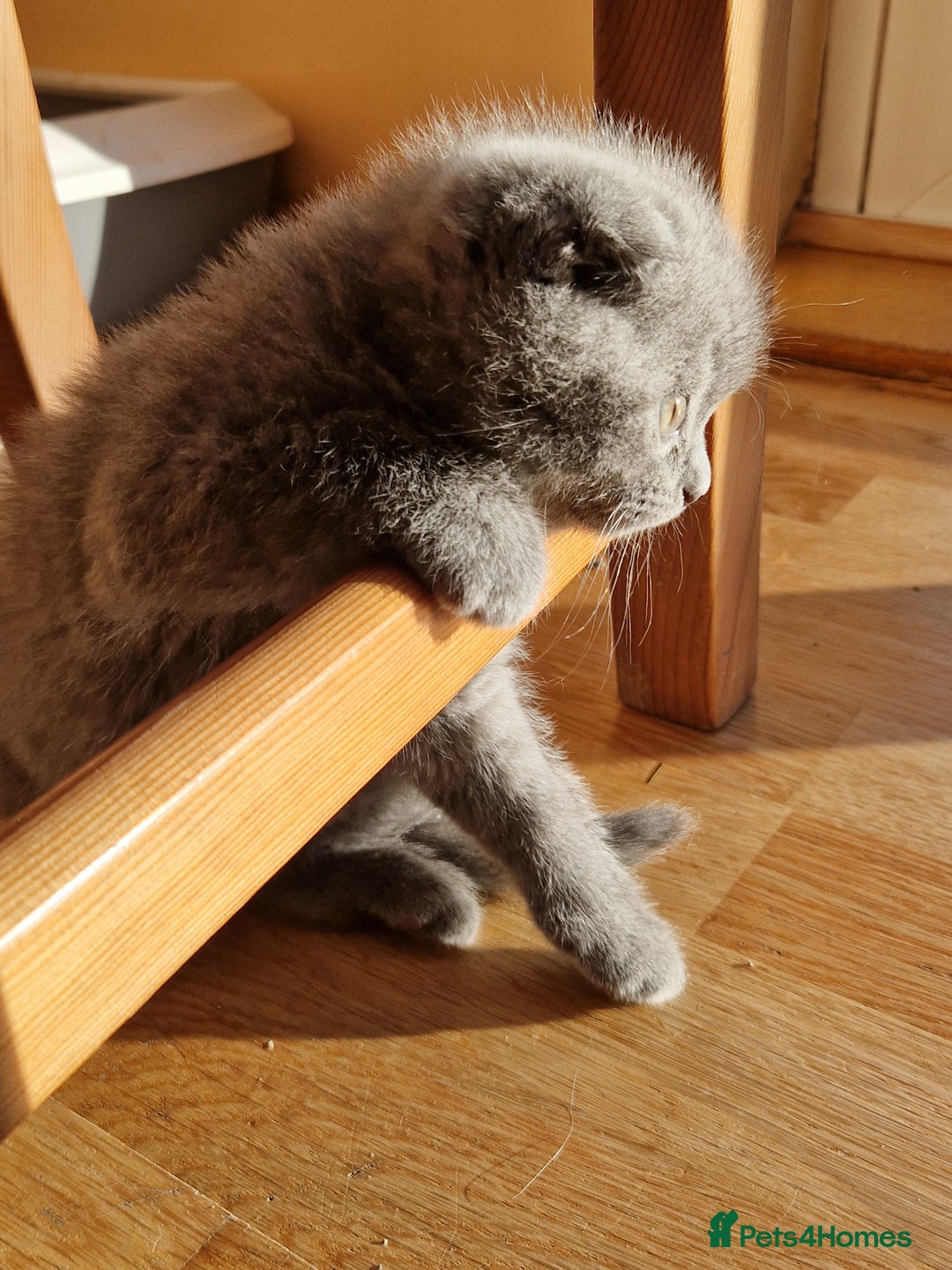 British Shorthair cats for sale: Last Scottish blue fold boy - Advert 16