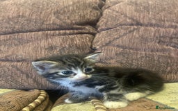 Mixed Breed cats for sale: Kittens for sale - Image 5