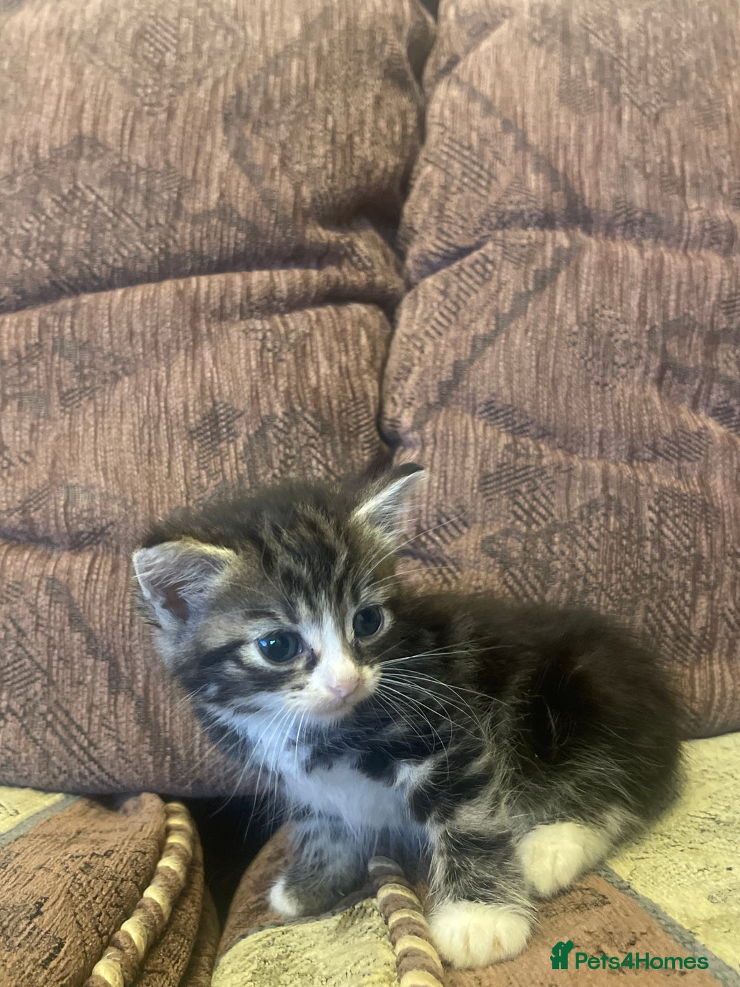Mixed Breed cats for sale: Kittens for sale - Image 5