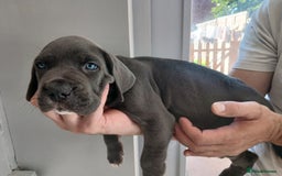 Cane Corso dogs for sale: 1 boy 2 girls remaining  - Image 17