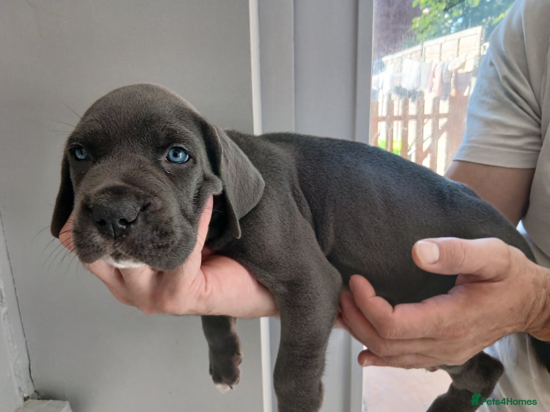 Cane Corso dogs for sale: 1 boy 2 girls remaining  - Image 17