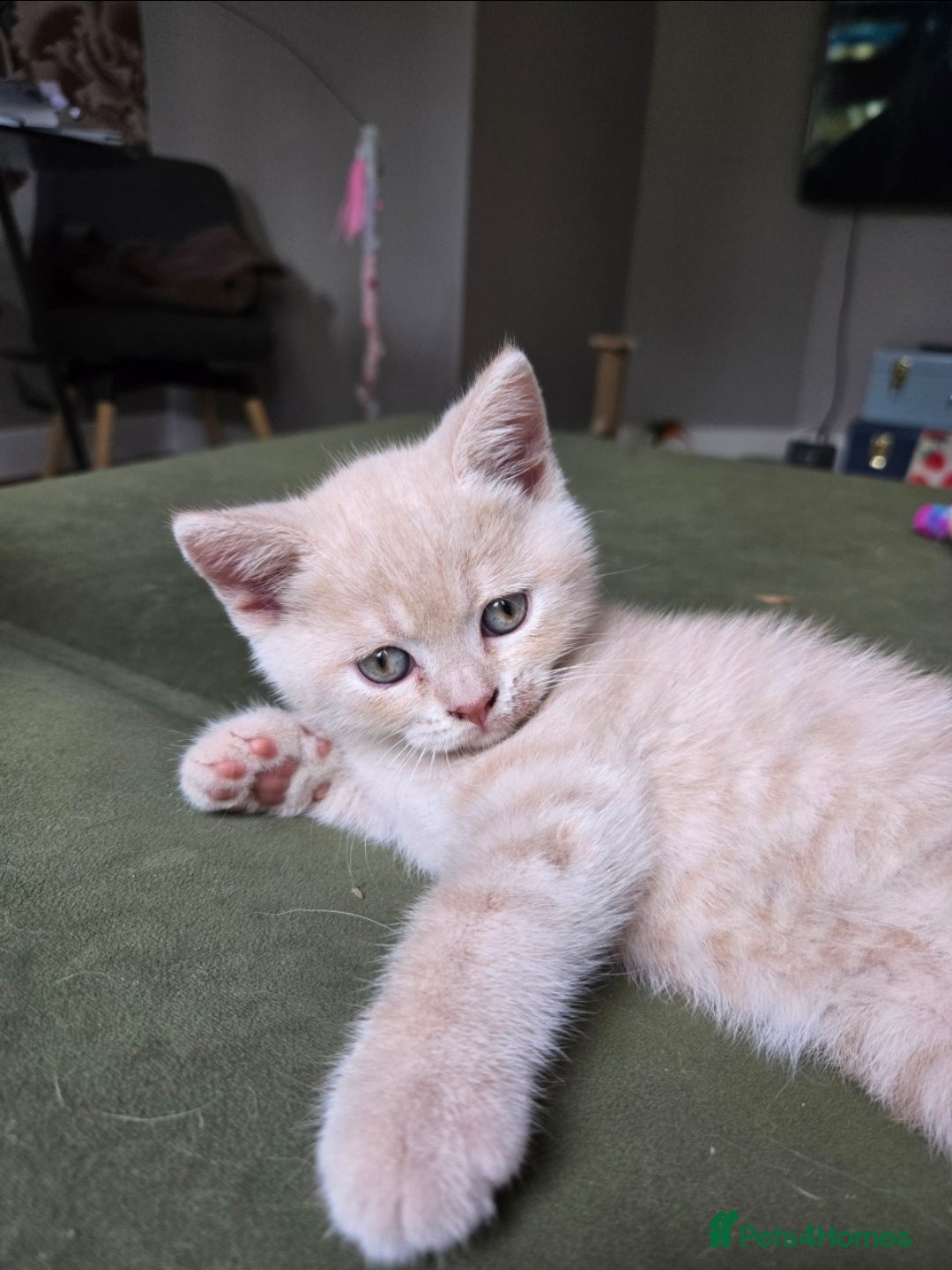 British Shorthair cats for sale: Last gorgeous boy left - Image 6