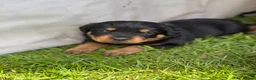 Rottweiler dogs for sale: Stunning Chunky Rotweillers from fantastic parents - Advert 20
