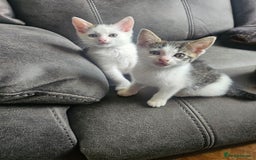 British Shorthair cats for sale: 3 kittens  - Image 1