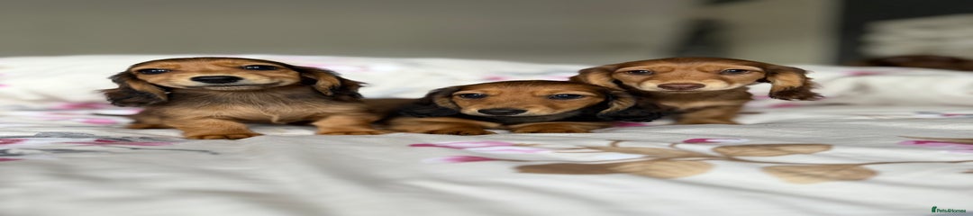 Dachshund Puppy 2