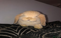 Mini Lop rabbits for sale: Beautiful Mini Lop Rabbits  - Image 11