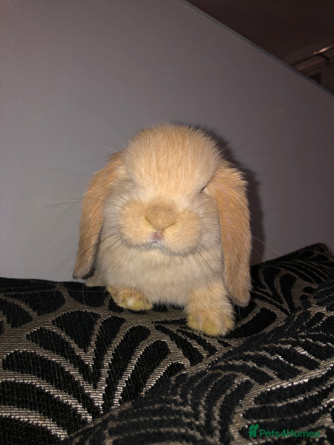 Mini Lop rabbits for sale: Beautiful Mini Lop Rabbits  - Image 11