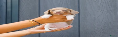Slinky - Isabella Pied 